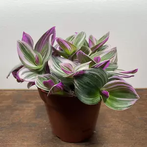 Tradescantia albiflora 'Nanouk' (Pot Size 12cm) - image 1