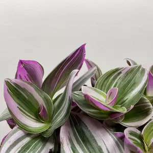 Tradescantia albiflora 'Nanouk' (Pot Size 12cm) - image 2