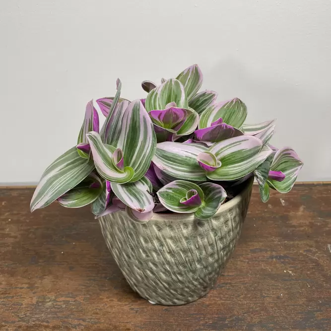 Tradescantia albiflora 'Nanouk' (Pot Size 12cm) - image 3