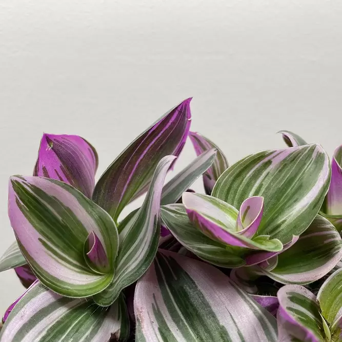 Tradescantia albiflora 'Nanouk' (Pot Size 19cm) - image 2