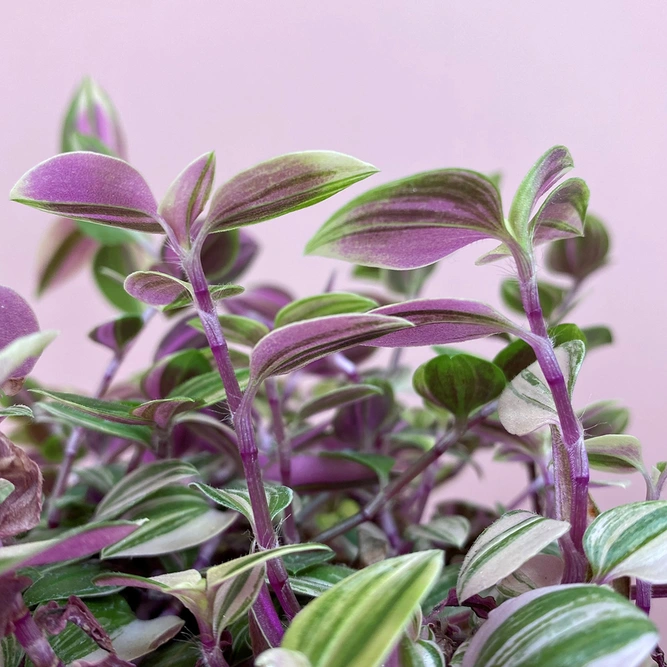 Tradescantia flumiensis 'Quadricolor' (Pot Size 12cm) - image 1