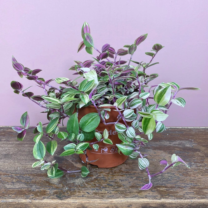 Tradescantia flumiensis 'Quadricolor' (Pot Size 12cm) - image 3