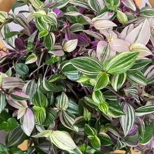 Tradescantia flumiensis 'Quadricolour' (Hanging Pot 19cm) - image 2