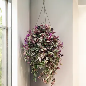 Tradescantia flumiensis 'Quadricolour' (Hanging Pot 19cm) - image 1