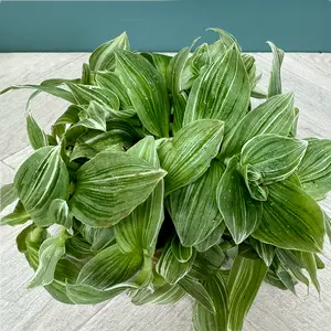 Tradescantia Fluminensis (Pot Size 12cm) Spiderwort - image 2