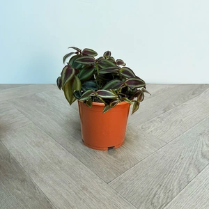 Tradescantia 'Purp Passion' (Pot Size 12cm) Purple Passion Plant - image 1
