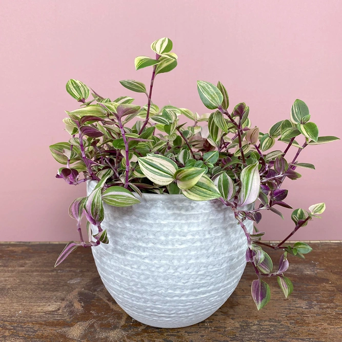 Tradescantia 'Quadricolor' (Pot Size 12cm) - image 1