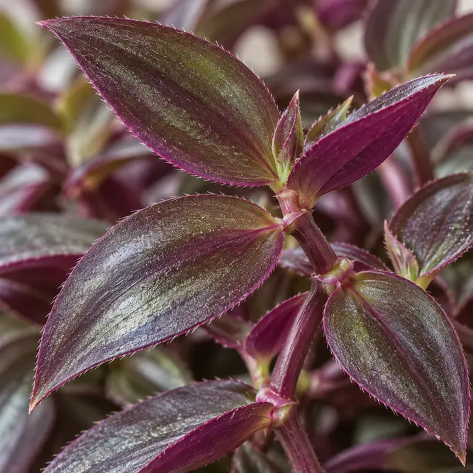 Tradescantia zebrina 'Purpusii' (Pot Size 6cm) Wandering Dude