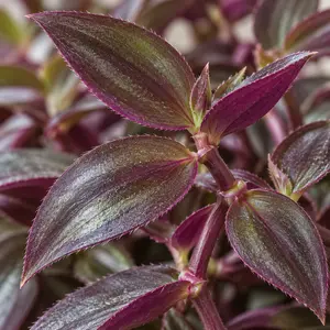 Tradescantia zebrina 'Purpusii' - Wandering Dude
