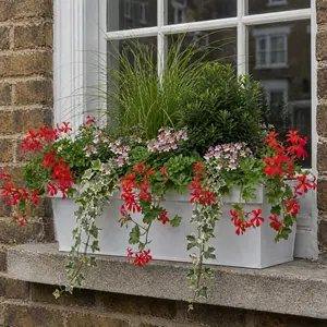 Trailing Red & Pink Flower Seasonal Box