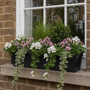 Trailing White & Pink Flower Seasonal Box