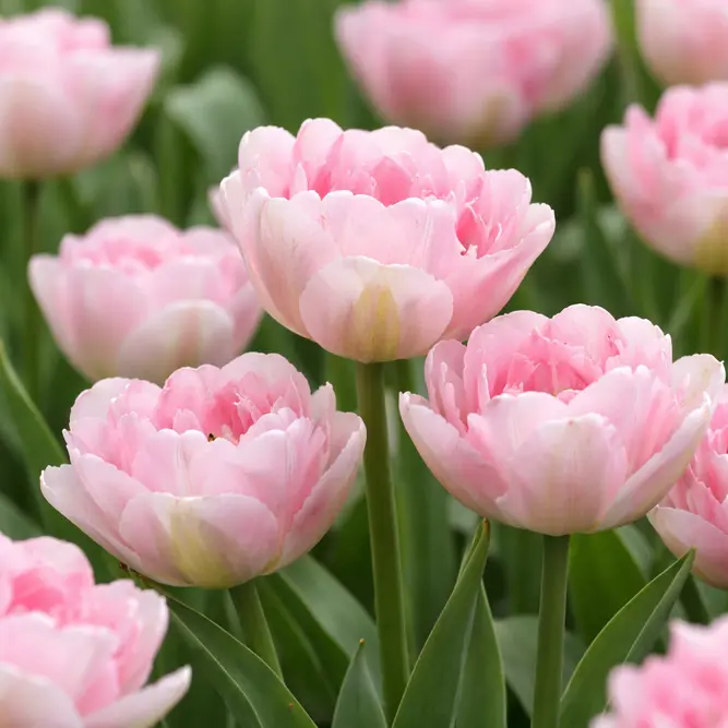 Tulip 'Angelique' (Pot Size 1L) Bulbs in Pots