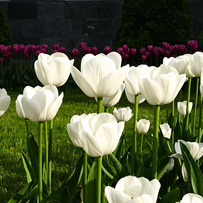 Tulip 'Antarctica'  (1ltr Pot Size) Bulbs in Pots