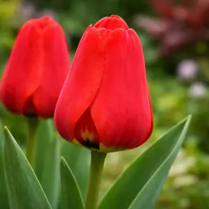 Tulip 'Apeldorn'  (1ltr Pot Size) Bulbs in Pots