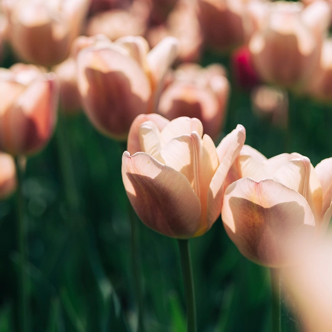 Tulip 'Apricot Beauty' (Pot Size 1L) Bulbs in Pots