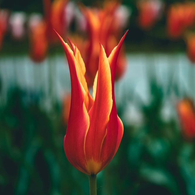 Tulip 'Ballerina' potted bulbs available at Boma Garden Centre Image by Agnieszka Kwiecień, Nova