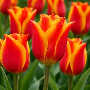 Tulip 'Cape Cod' (Pot Size 1L) Bulbs in Pots