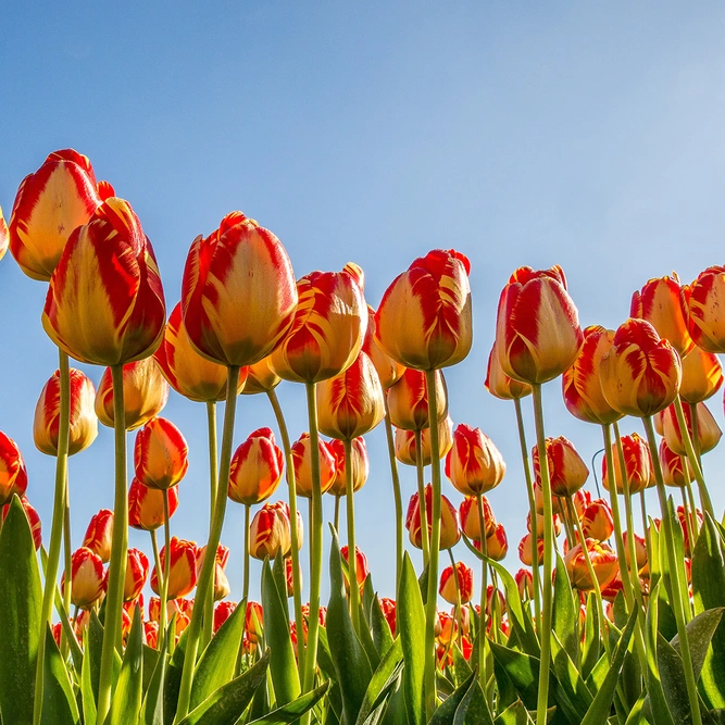 Tulip 'Cape Town' (Pot Size 1L) Bulbs in Pots