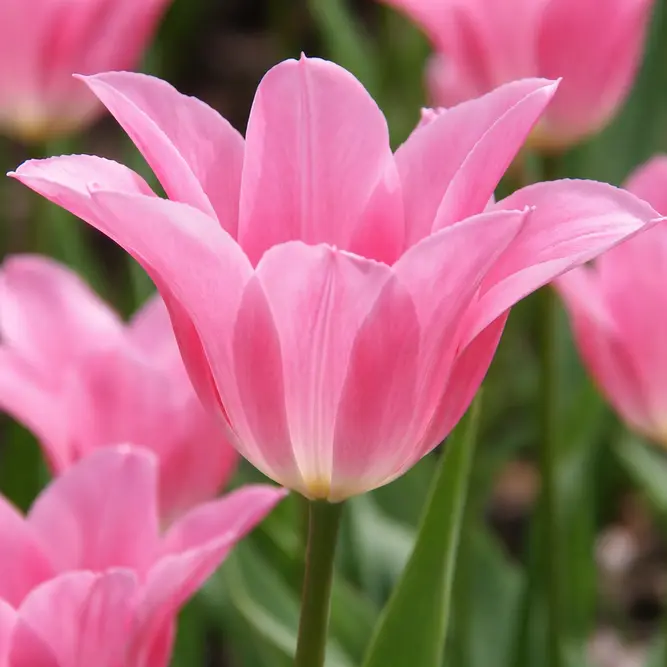 Tulip 'China Pink' (Pot Size 1ltr) Bulbs in Pots
