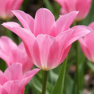Tulip 'China Pink' (Pot Size 1ltr) Bulbs in Pots