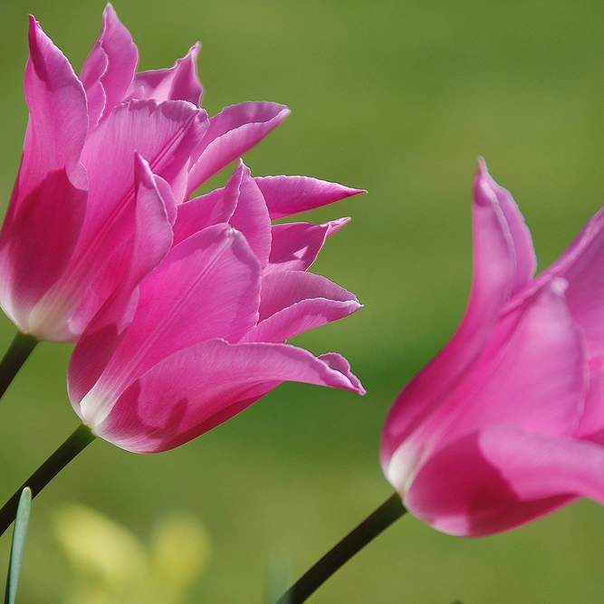 Tulip 'China Pink' available at Boma Garden Centre Image by Tony Hammond
