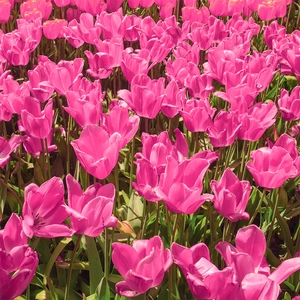 Tulip 'China Pink' (Pot Size 1ltr) Bulbs in Pots - image 2