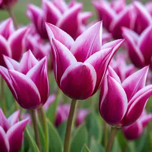 Tulip 'Claudia' (Pot Size 1ltr) Bulbs in Pots -  Triumph Tulip - image 1