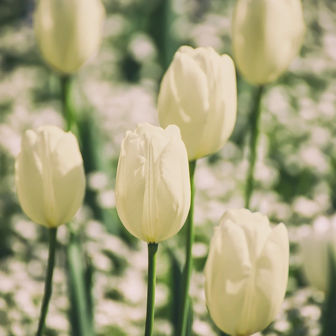 Tulip 'Cream Flag' (Pot Size 1L) Bulbs in Pots