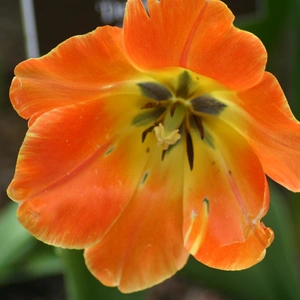 Tulip Daydream available at Boma Garden Centre Image by Ryan Somma