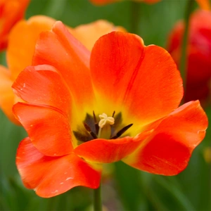 Tulip Daydream available at Boma Garden Centre Image by Ryan Somma