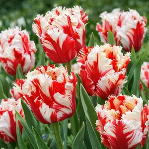 Tulip 'Estella Rejnveld' (1ltr Pot Size) Bulbs in Pots
