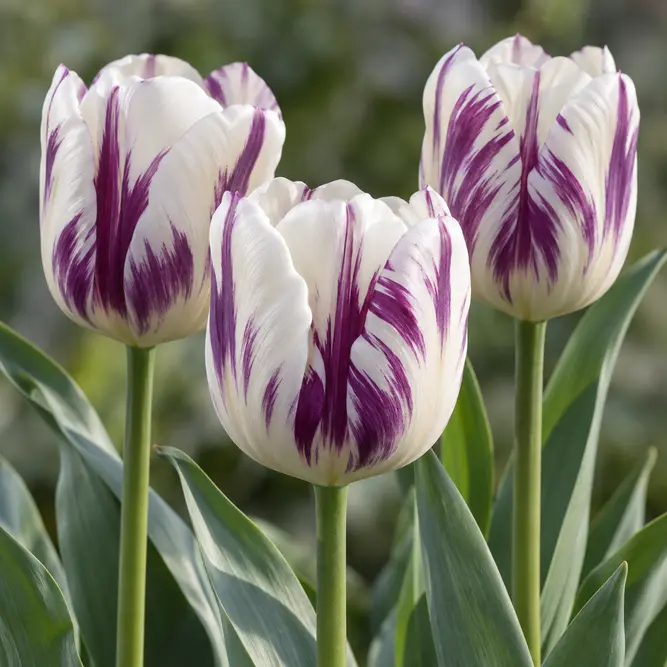 Tulip 'Flaming Flag' (Pot Size 1Ltr)