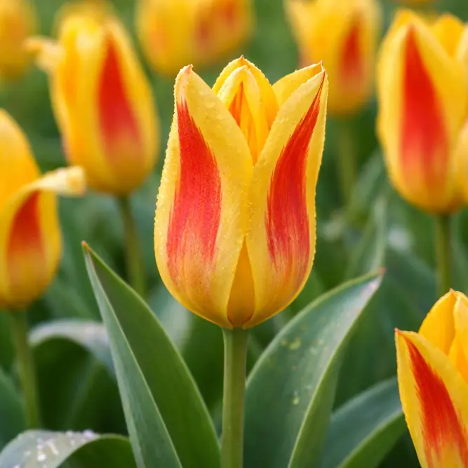 Tulip 'Giuseppe Verdi'  (1ltr Pot Size) Bulbs in Pots