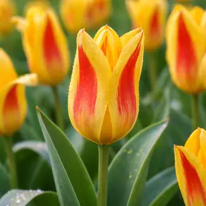 Tulip 'Giuseppe Verdi'  (1ltr Pot Size) Bulbs in Pots