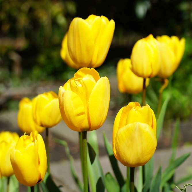 Tulip 'Golden Apeldoorn' (Pot Size 1L) Bulbs in Pots