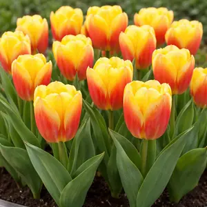 Tulip 'Ice Lolly' (1ltr Pot Size) Bulbs in Pots