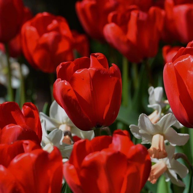 Tulip 'Ile De France' (Pot Size 1L) Bulbs in Pots