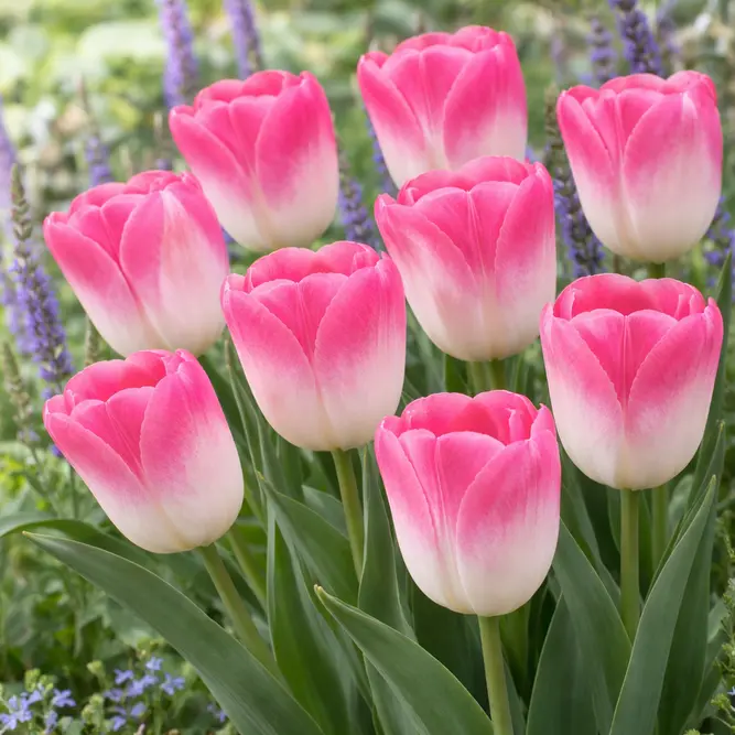 Tulip 'Innuendo' (1ltr Pot Size) Bulbs in Pots