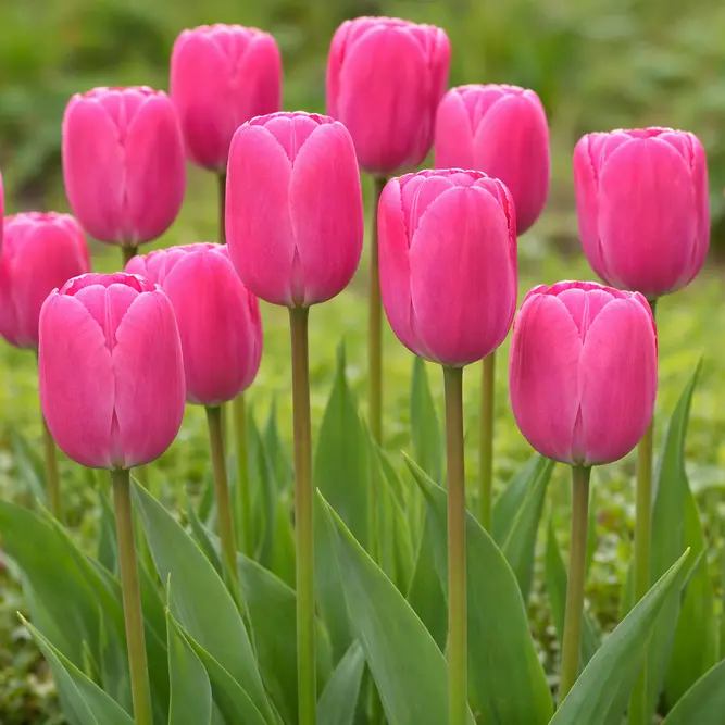 Tulip 'Jumbo Pink' (1ltr Pot Size) Bulbs in Pots
