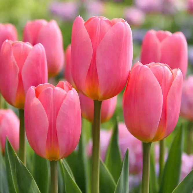Tulip 'Menton' (Pot Size 1L) Bulbs in Pots