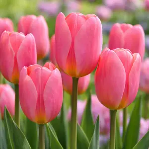 Tulip 'Menton' (Pot Size 1L) Bulbs in Pots