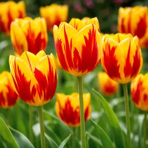 Tulip 'Mickey Mouse' (Pot Size 1L) Bulbs in Pots