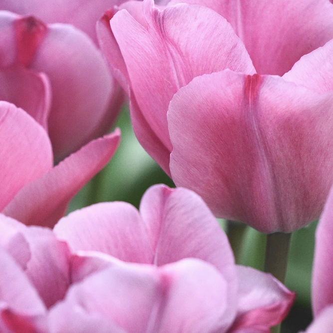 Tulip 'Miss Elegance' (Pot Size 1L) Bulbs in Pots