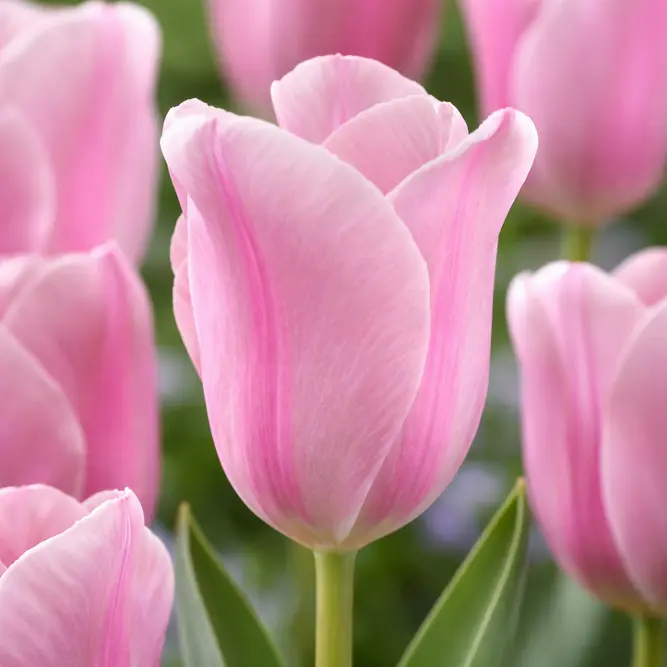 Tulip 'Mistress' (Pot Size 1L) Bulbs in Pots