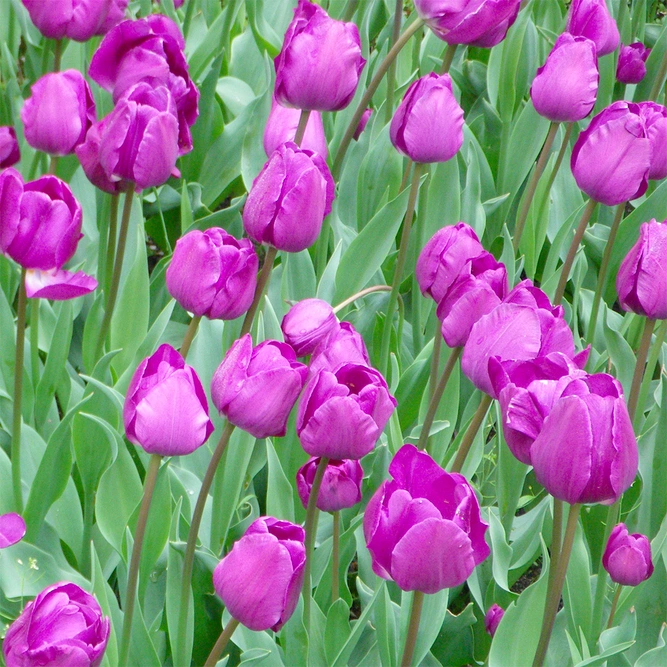 Tulip 'Negrita' (Pot Size 1Ltr) Potted Bulbs at Boma Garden Centre Image by Cillas