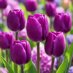 Tulip 'Passionale' (Pot Size 1ltr) Bulbs in Pots