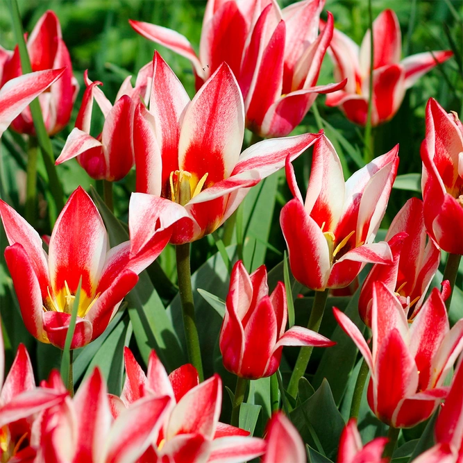 Tulip 'Pinocchio' (Pot Size 1ltr) Bulbs in Pots