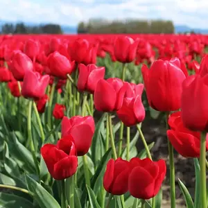 Tulip 'Pretty Woman' (Tulip  Pot Size 1ltr ) Bulbs in Pots - image 2