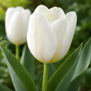 Tulip 'Purissma'  (1ltr Pot Size) Bulbs in Pots