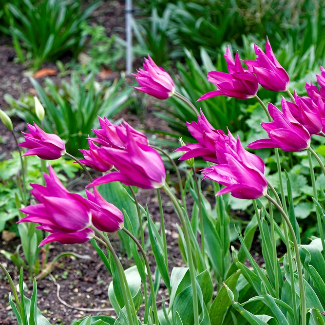 Tulip Purple Dream Available at Boma Garden Centre photo by Acabashi